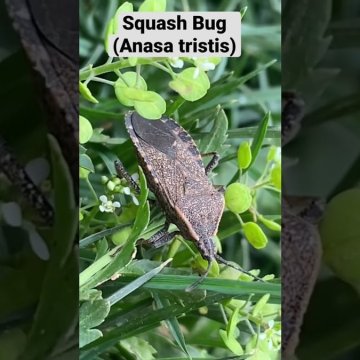 Anasa Tristis Life History: Life Cycle, Host Plants, and Development Stages