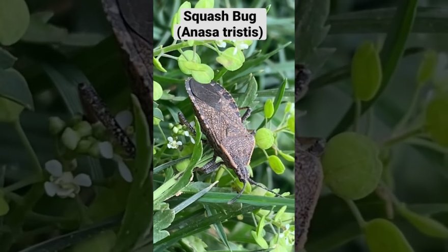 Anasa Tristis Life History: Life Cycle, Host Plants, and Development Stages